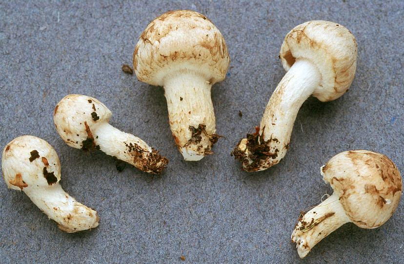 Psathyrella cotonea