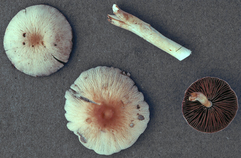 Psathyrella larga