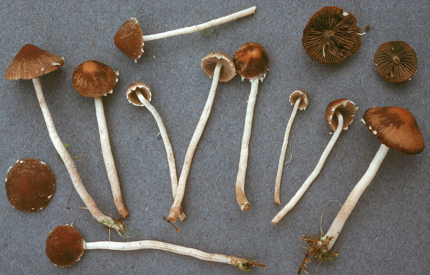 Psathyrella ocellata