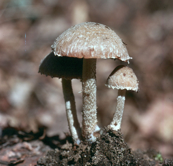 Psathyrella pennata