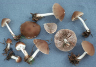 Psathyrella rostellata