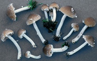 Psathyrella rostellata