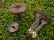 Pseudoclitocybe cyathiformis