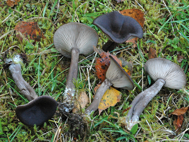 Pseudoclitocybe cyathiformis