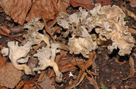 Pseudocraterellus sinuosus