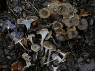 Pseudocraterellus sinuosus