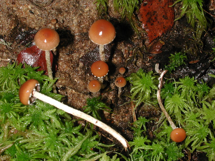 Psilocybe turficola