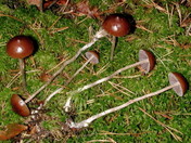 Psilocybe turficola