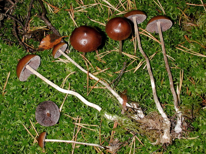 Psilocybe turficola