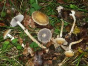 Psilocybe squamosa