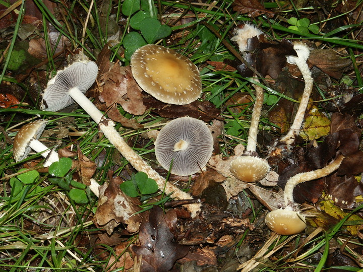 Psilocybe squamosa