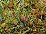 Psilocybe semilanceata