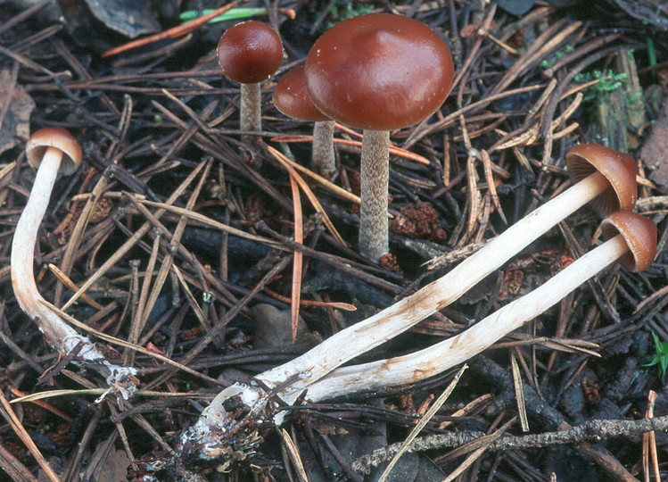 Psilocybe turficola