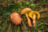 Aureoboletus gentilis