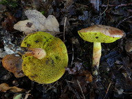 Aureoboletus gentilis