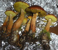 Aureoboletus projectellus