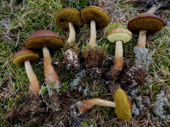 Aureoboletus projectellus