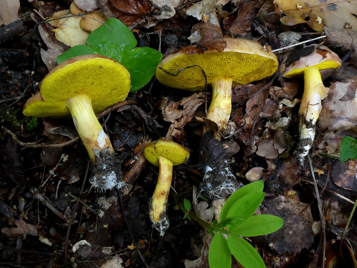 Aureoboletus gentilis