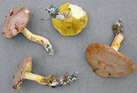 Aureoboletus gentilis