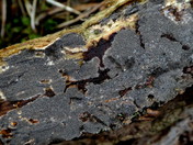 Resupinatus poriaeformis
