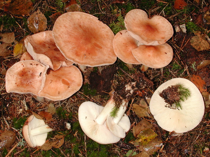 Rhodocollybia fodiens