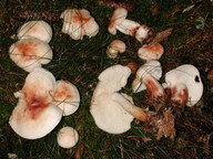 Rhodocollybia maculata