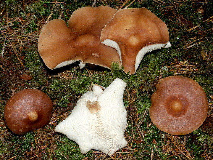 Rhodocollybia distorta