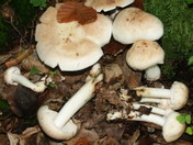 Rhodocollybia maculata