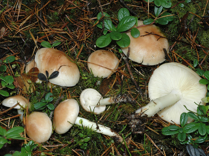 Rhodocollybia fodiens