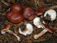 Rhodocollybia prolixa 