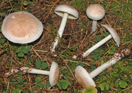 Rhodocollybia maculata