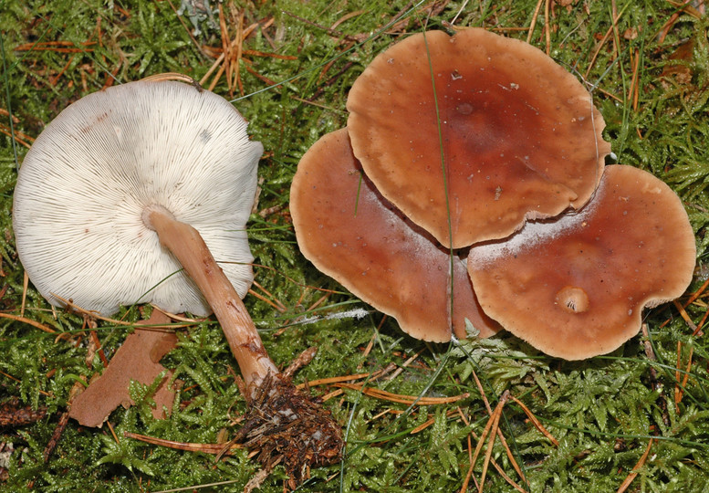 Rhodocollybia distorta