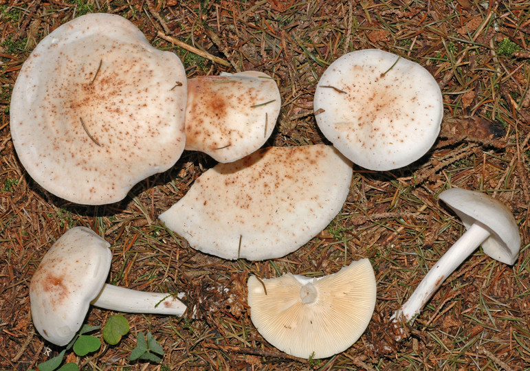 Rhodocollybia maculata