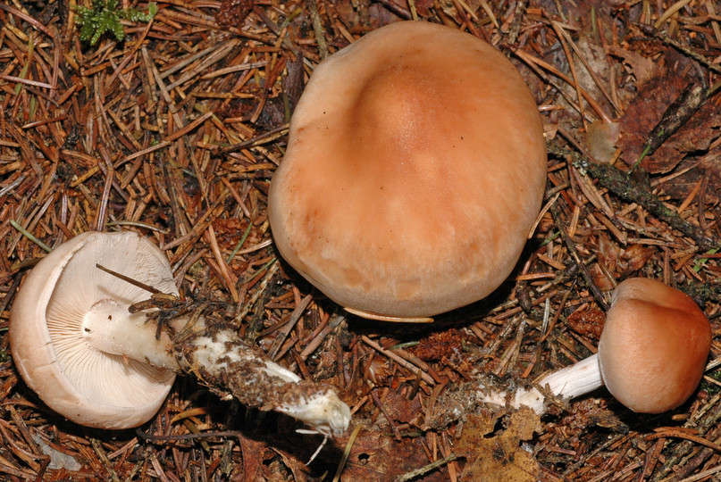 Rhodocollybia fodiens