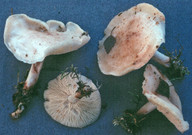 Rhodocollybia maculata