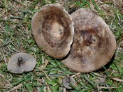 Rhodocybe popinalis