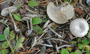 Rhodocybe hirneola