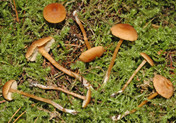 Rhodocybe nitellina