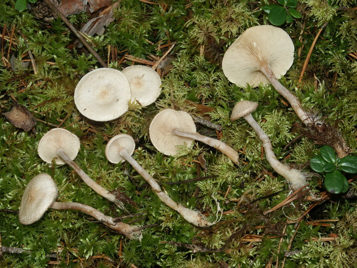 Ripartites tricholoma