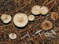 Ripartites tricholoma