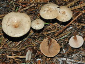 Ripartites tricholoma