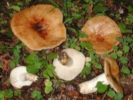 Russula grata