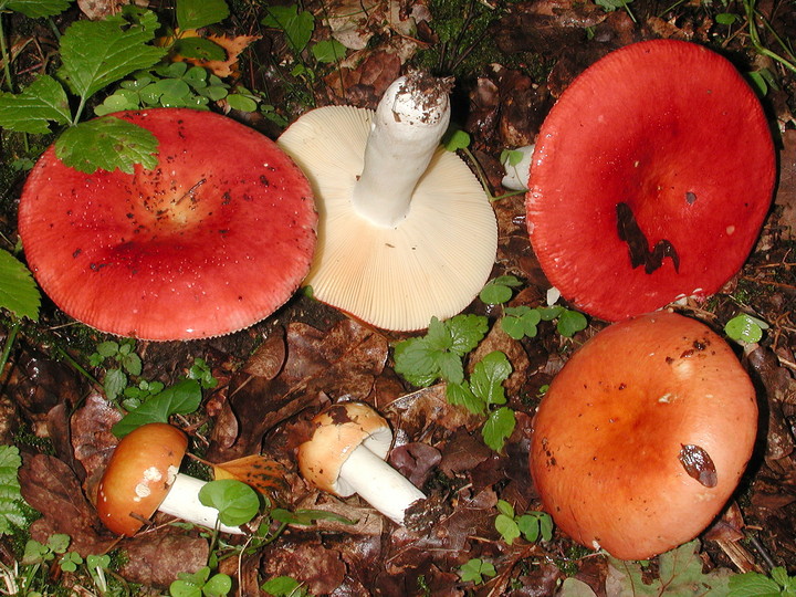 Russula intermedia