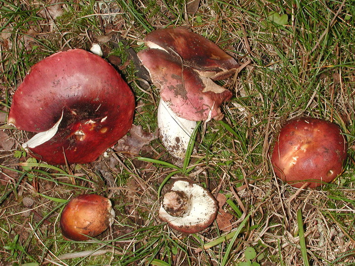 Russula graveolens