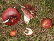 Russula graveolens