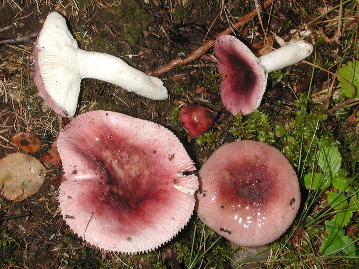 Russula azurea