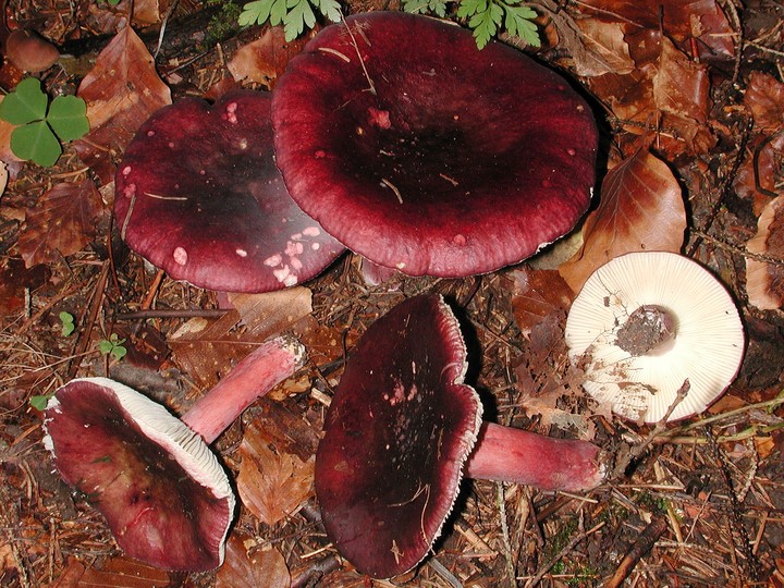 Russula queletii