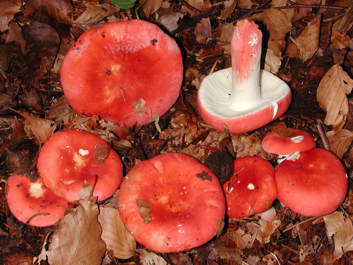 Russula lepida