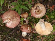 Russula romellii