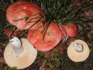 Russula pseudointegra